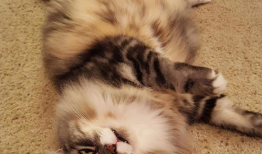 51今日热门吃瓜胖猫,揭秘吃瓜胖猫的趣味生活