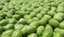 今日吃瓜热门大瓜免费观看,免费观看，揭秘娱乐圈幕后真相！